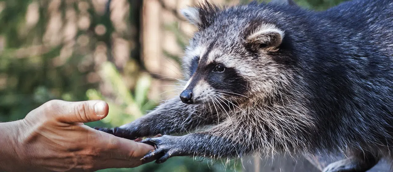 Raccoon touching hand of human