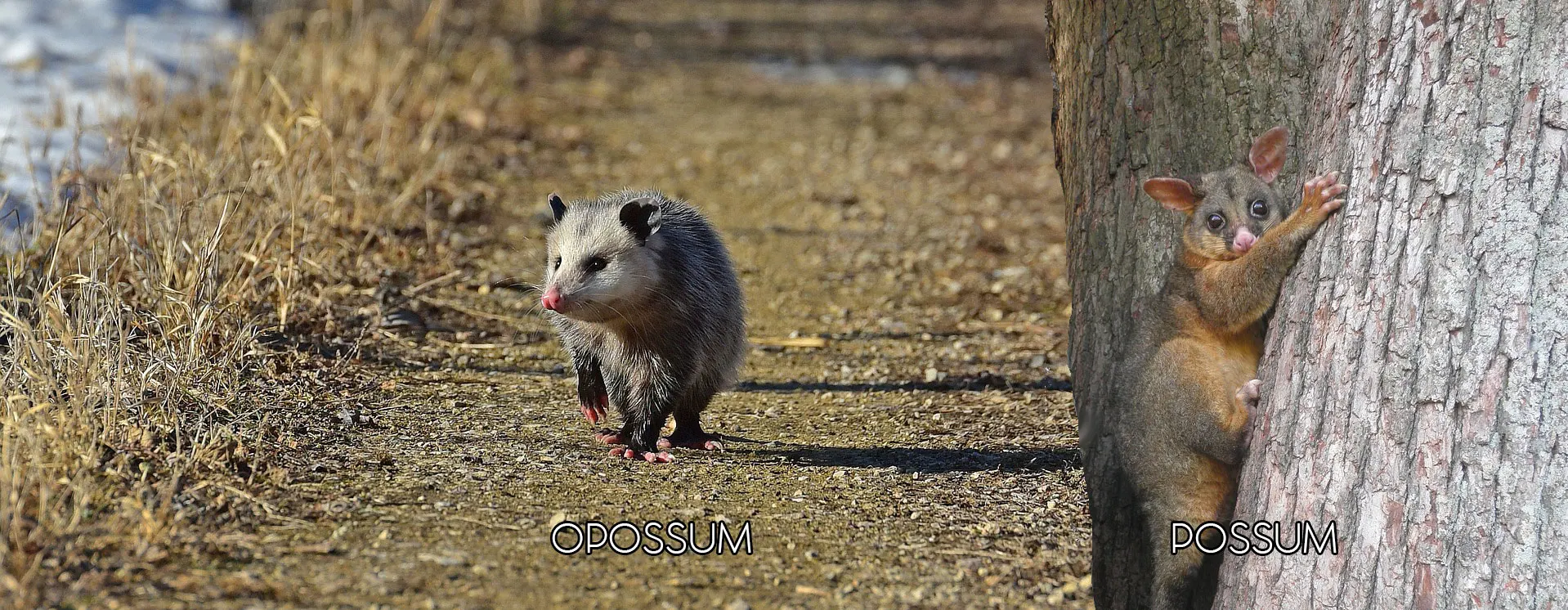 side by side image of opossum and possum