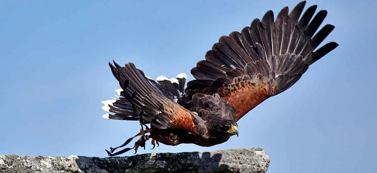 bird of prey taking off