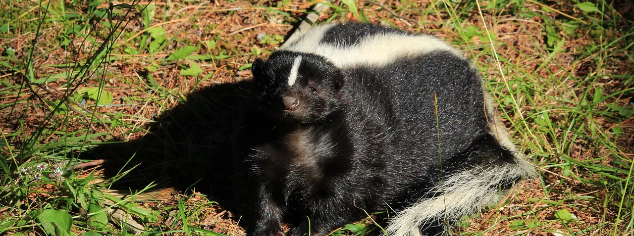 skunk looking at camera