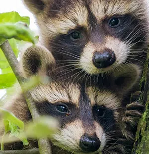 2 juvenile raccoons