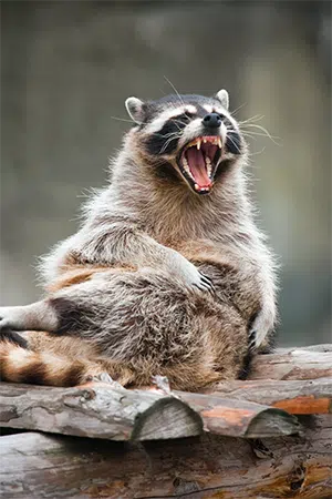 angry looking raccoon