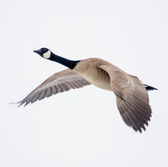 Keeping geese off of Vaughan's rooftops Canada goose in flight