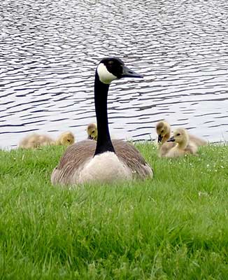canada goose with goslings by the shore of a pond