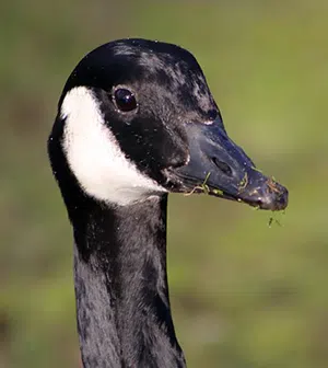 canada goose head