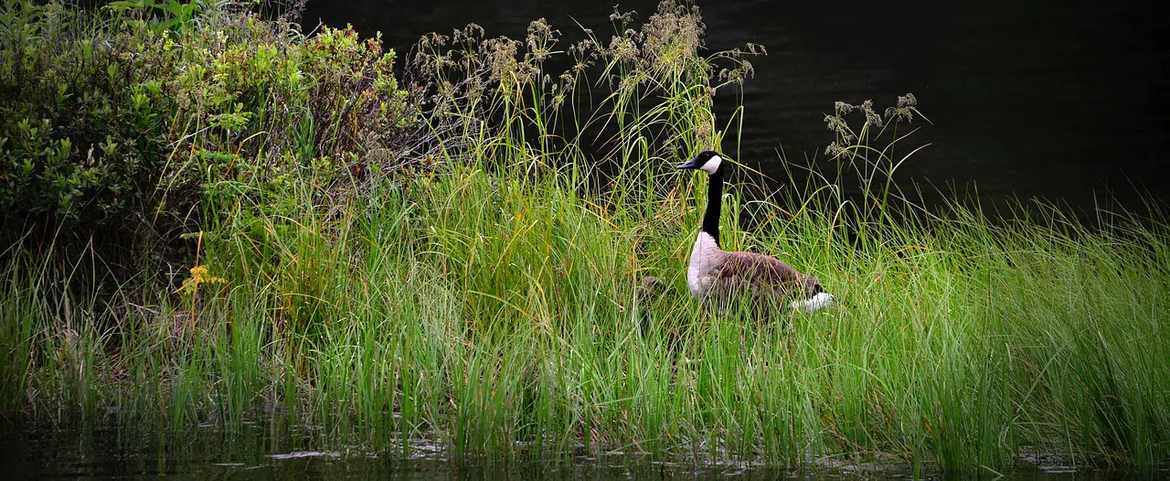 canada goose in marsh