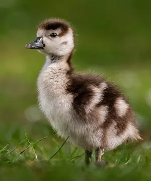 canada geese gosling