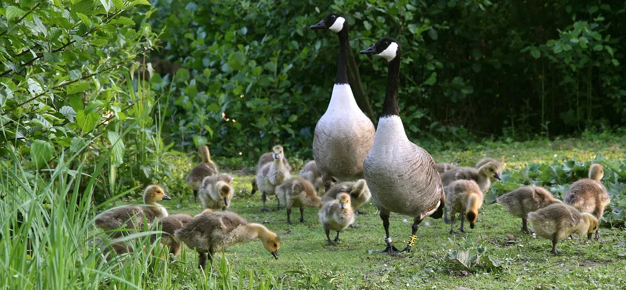 canada geese in missisauga