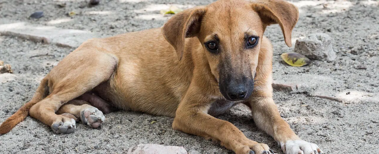 Protect your dog from canine distemper (CDV) sad puppy laying down