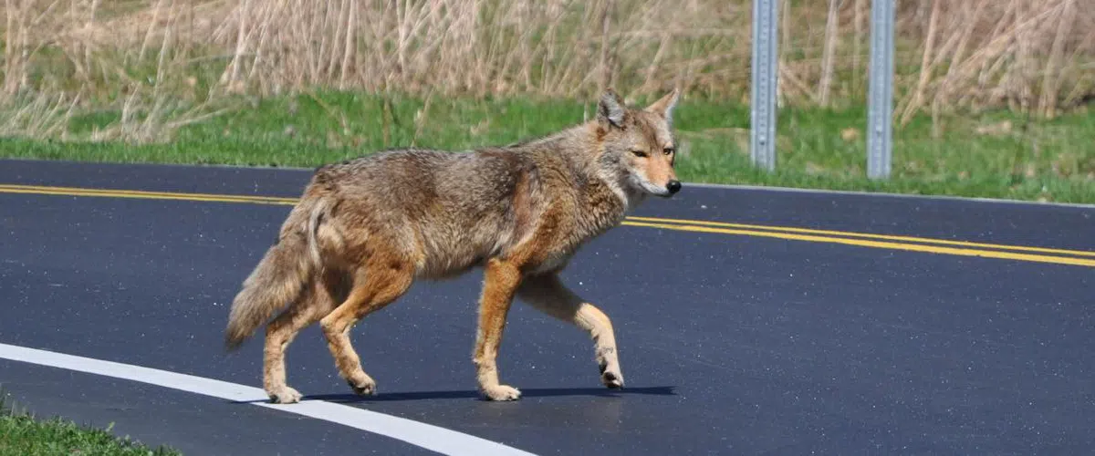 Attacking Toronto's Coyote Problem Coyote on asphalt road