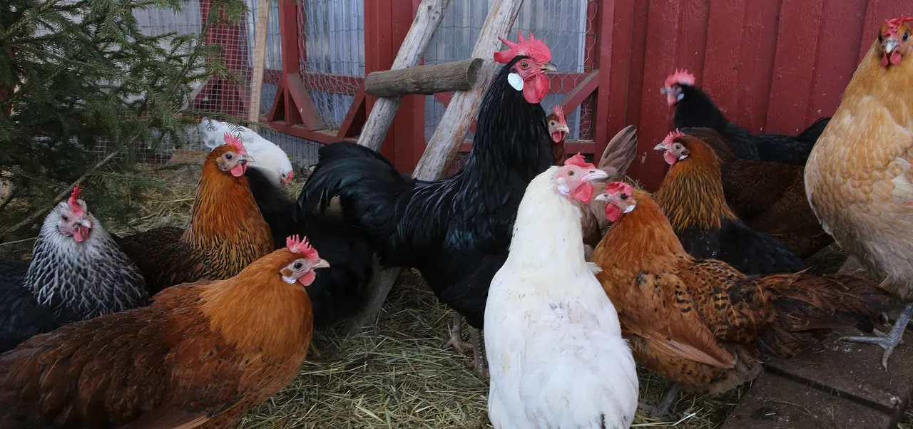 flock of chicken in front of a coop 