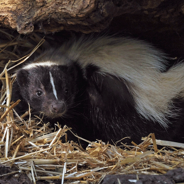 common skunk