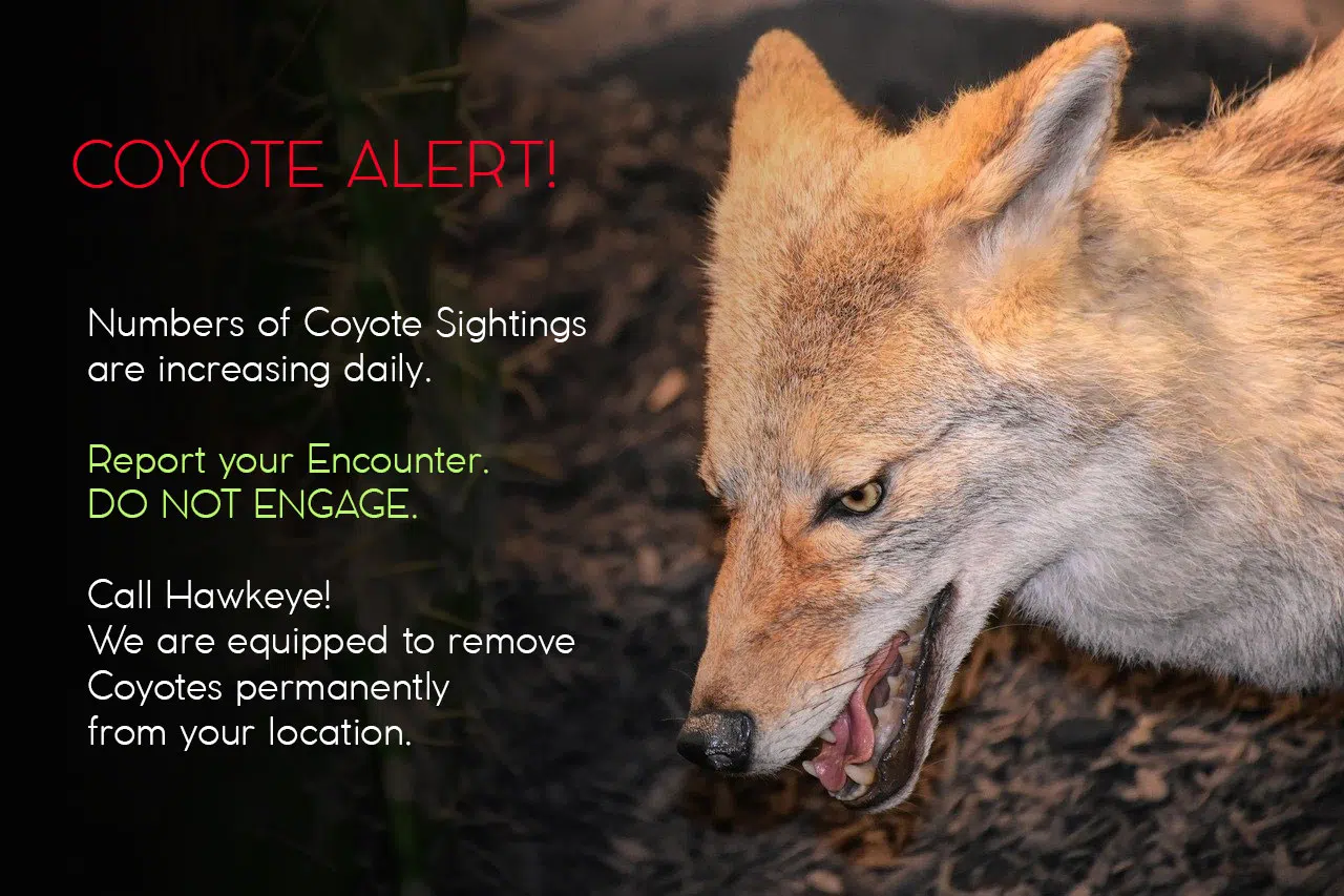 Coyote alert - report sightings in the GTA