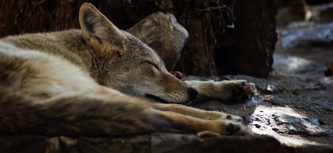 coyote sleeping in den