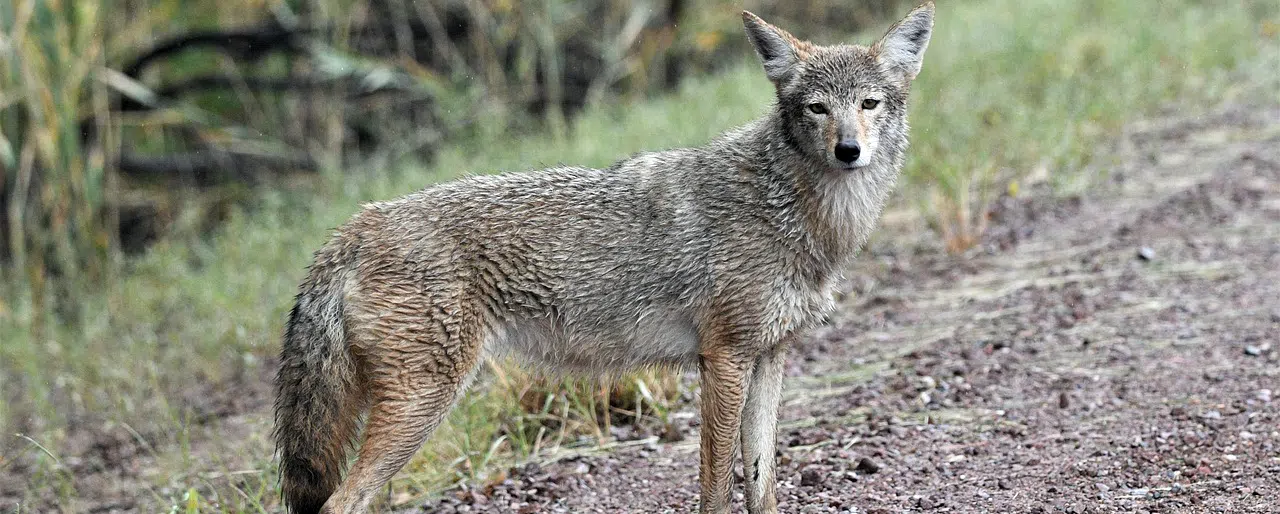 Coyote on dirt road