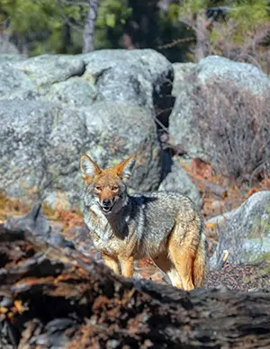 coyote rock den