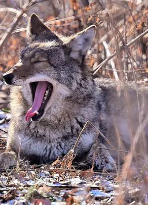 coyote yawning