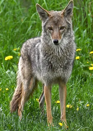 coyote 