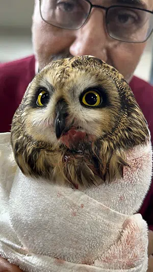 dan frankian of hawkeye rehabilitating short eared owl 