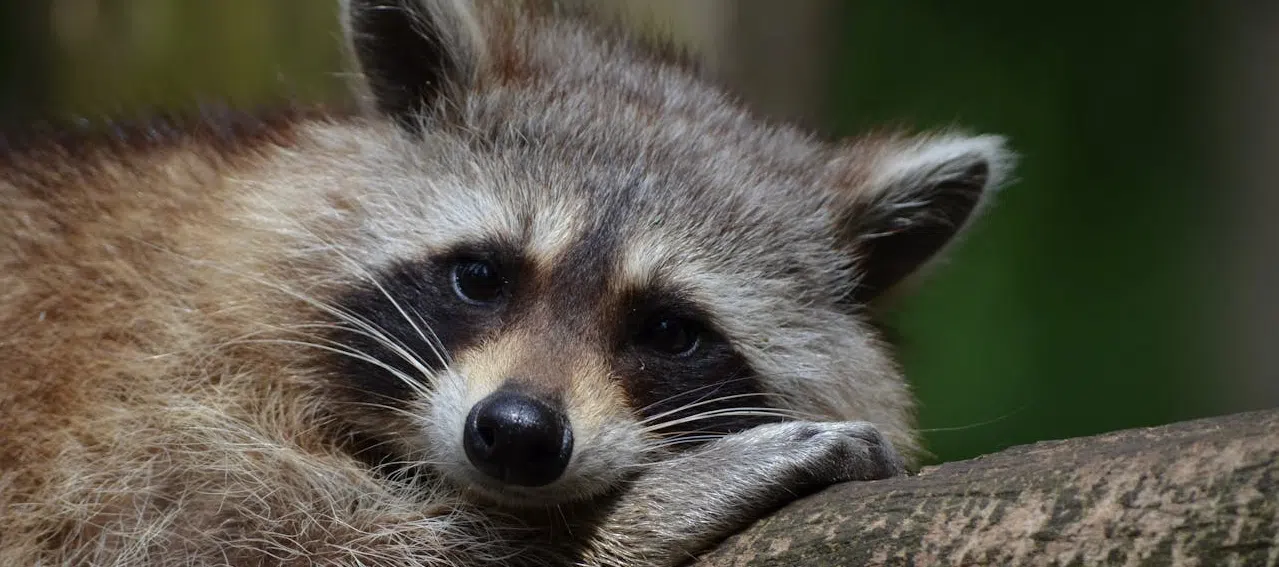 Learn about the dangers of raccoon litters young raccoon