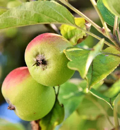 Apples on branch