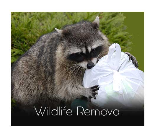 Animal Wildlife Removal