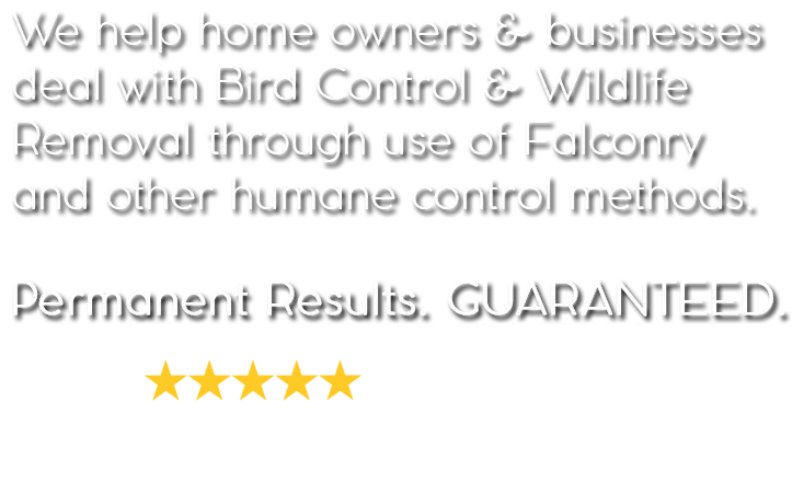 We help home owners & businesses deal with Bird Control & Wildlife Removal through use of Falconry  and other humane control methods. Permanent Results. GUARANTEED.