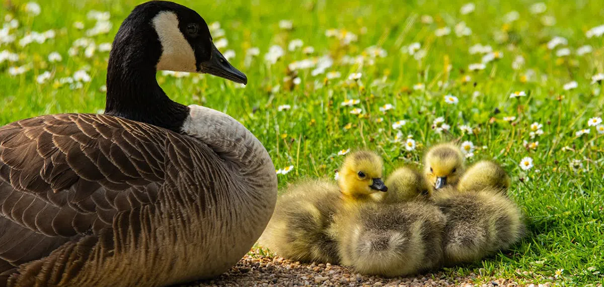 How to break the goose nesting cycle goose with goslings