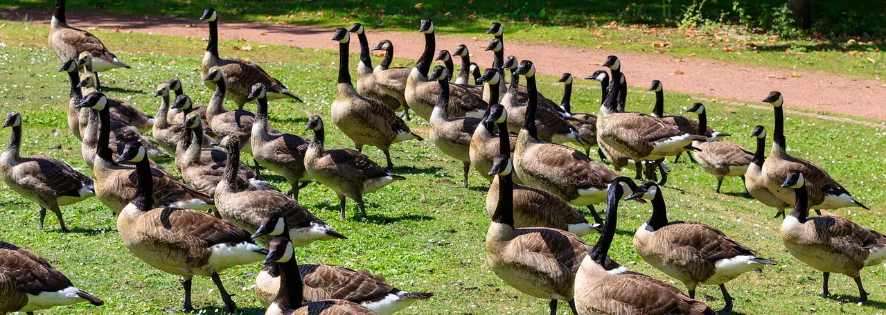 Goose Control: Trained dogs and falconry flock of geese on grass