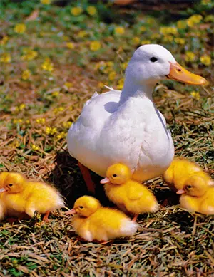 White duck with ducklings