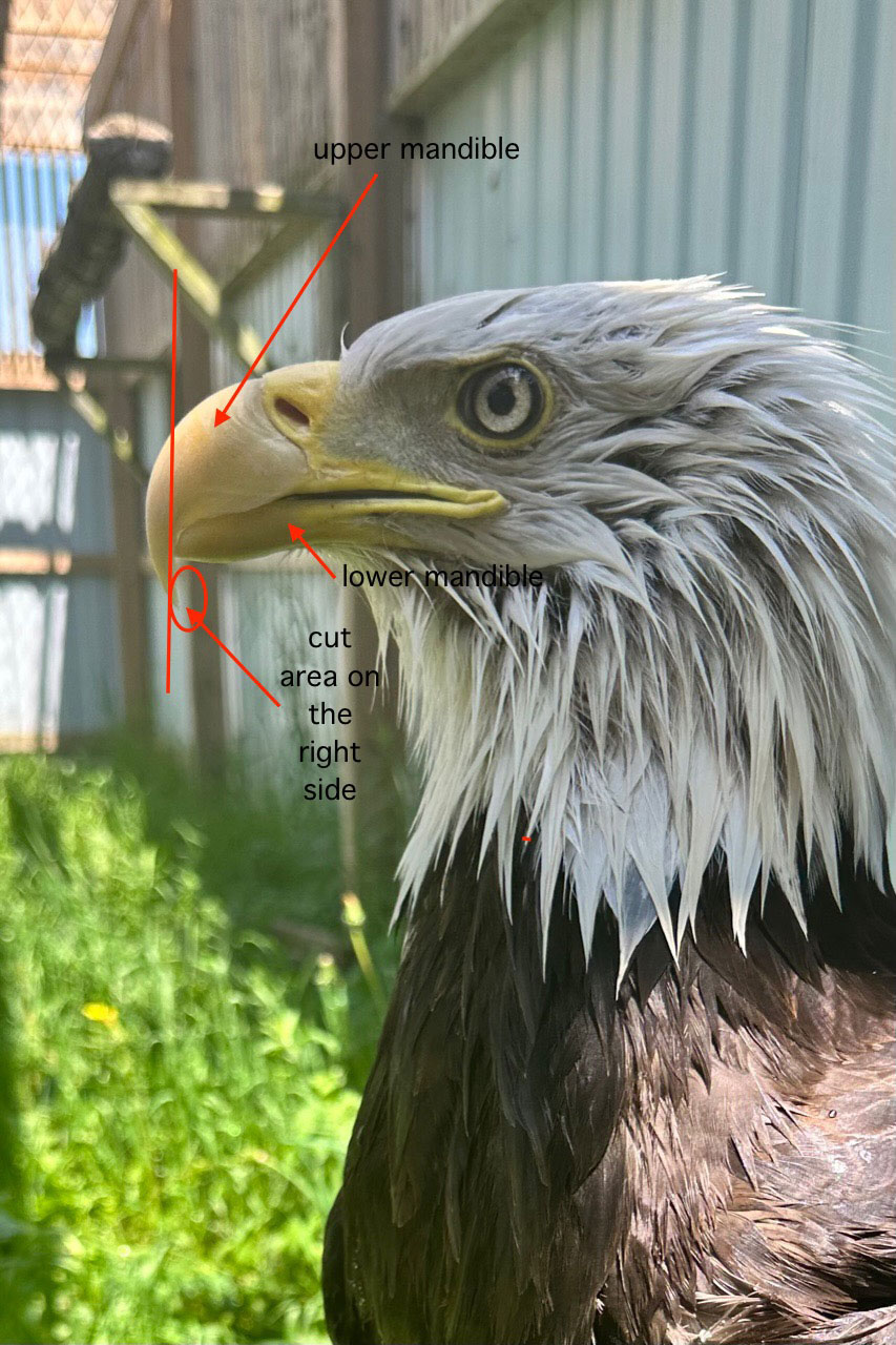 Diagram of optimal eagle beak shape and size