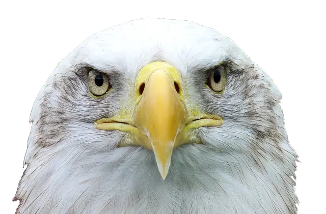 Using Eagles to get rid of Canada Geese Bald eagle head