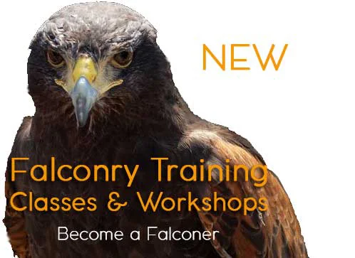 Is Falconry Legal in Canada? Learn About Falconry Experience