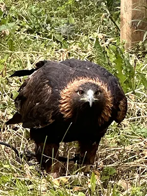 falconry for geese control eagle