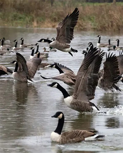 flock of geese over water