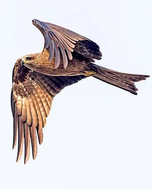 Golden Eagle in mid air