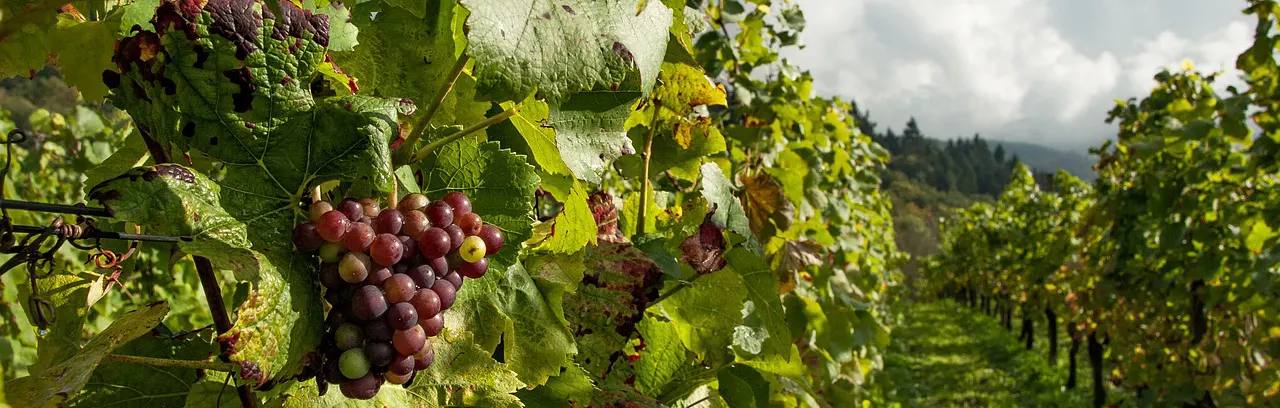 grapes in vineyard