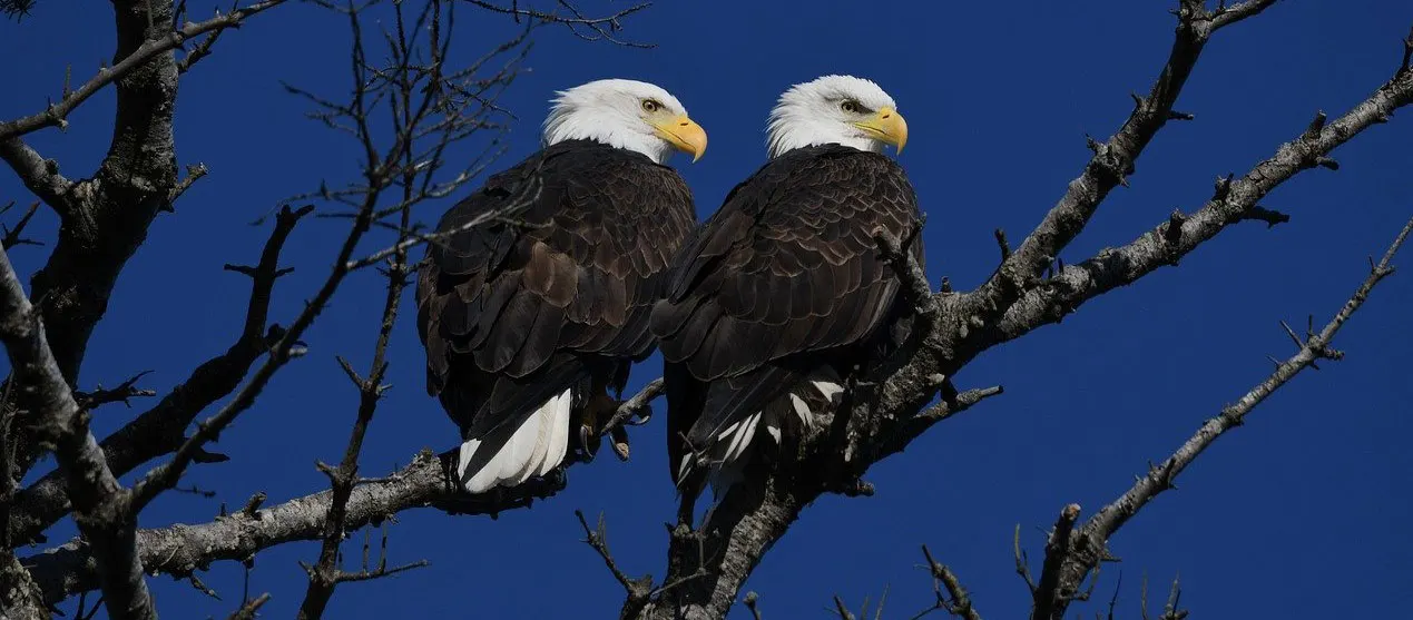 Two bald Eagles sitting on tree branch