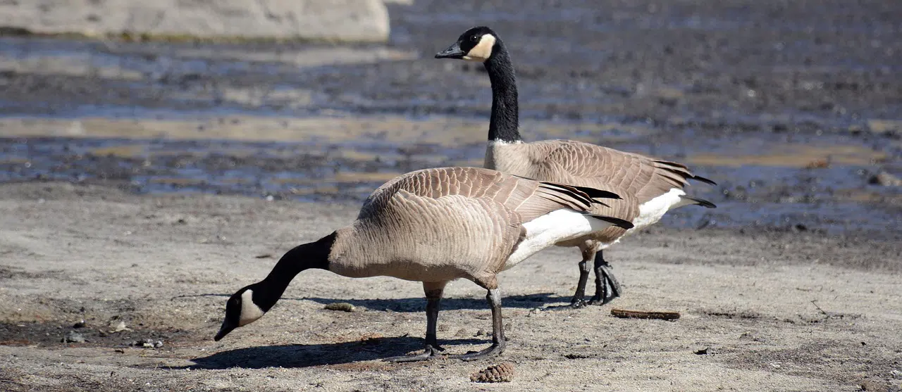 Why falconry works so well for goose control 2 Canda Geese