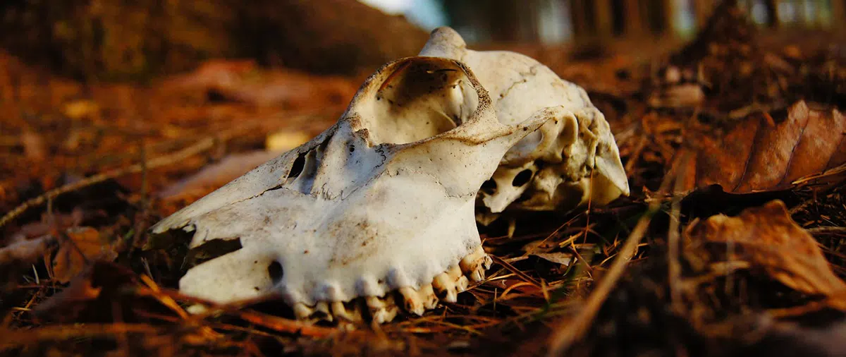 animal skull on debris