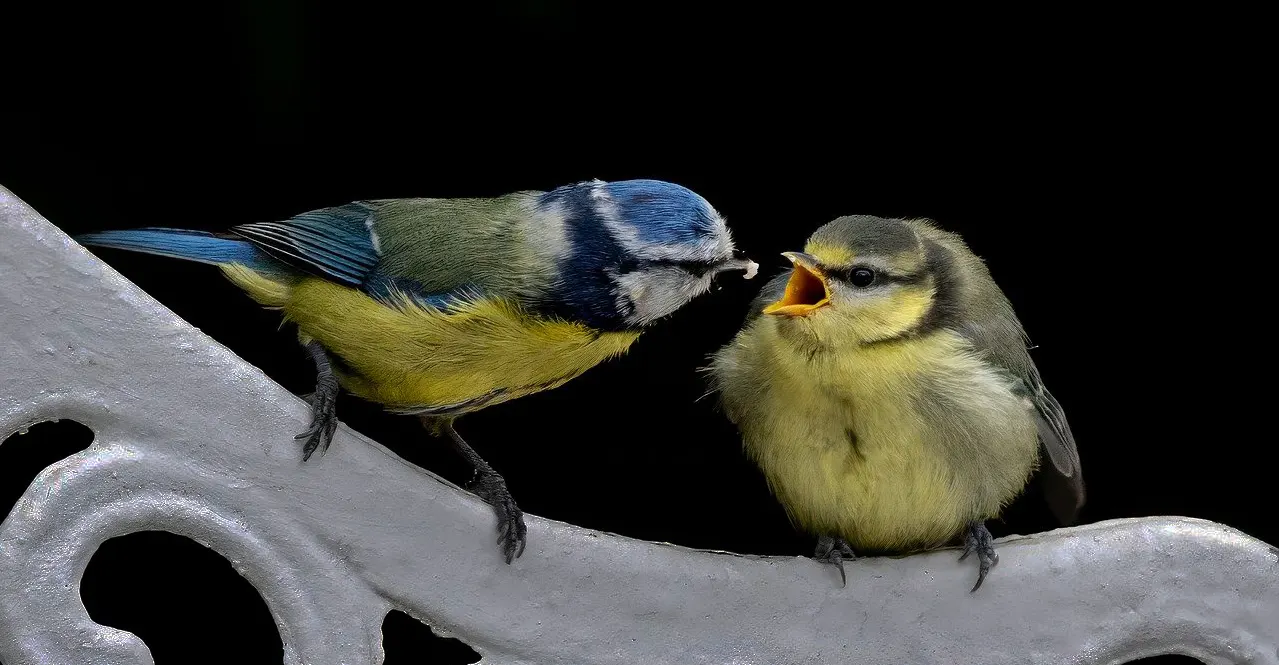 fledgling bird and parent