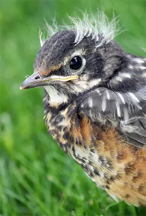 fledgling bird