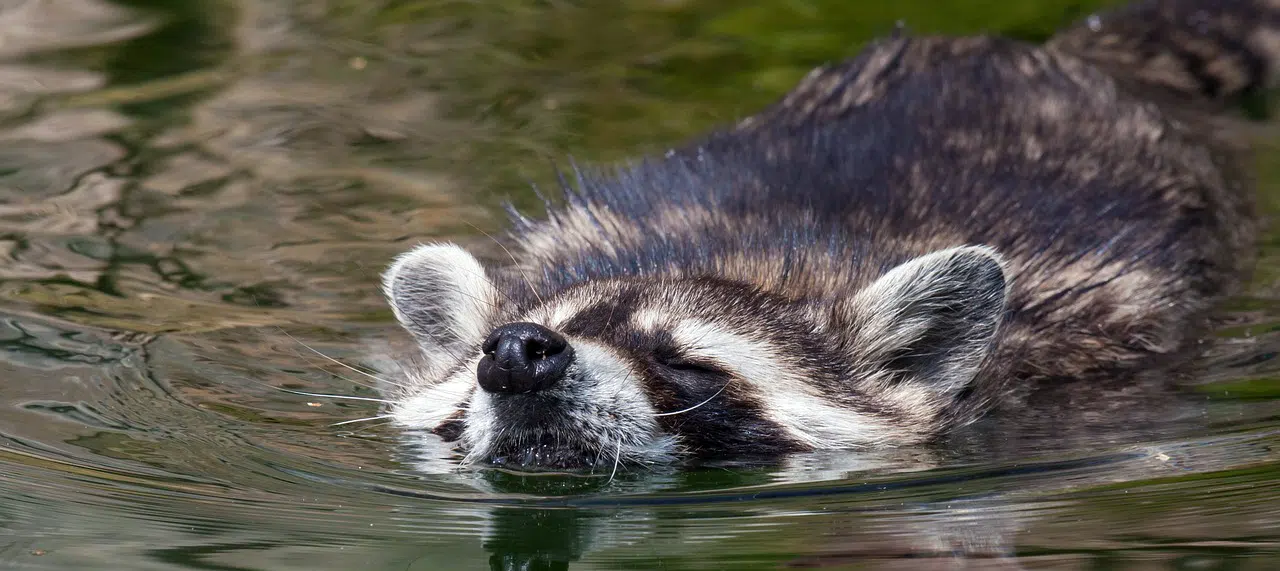 Raccoon submerged in water and swimming