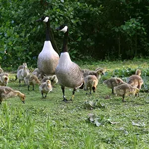 family of geese on grass