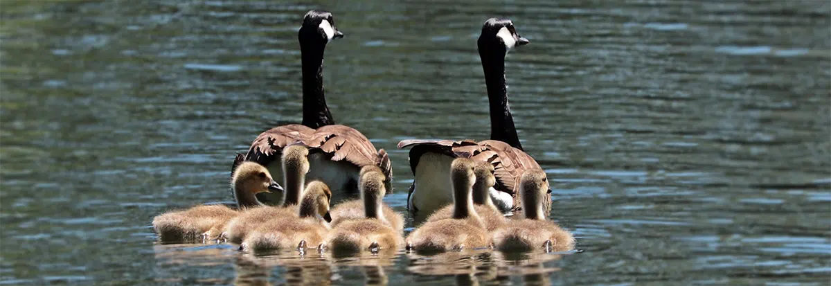 family of geese in water