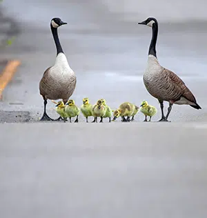 geese crossing road