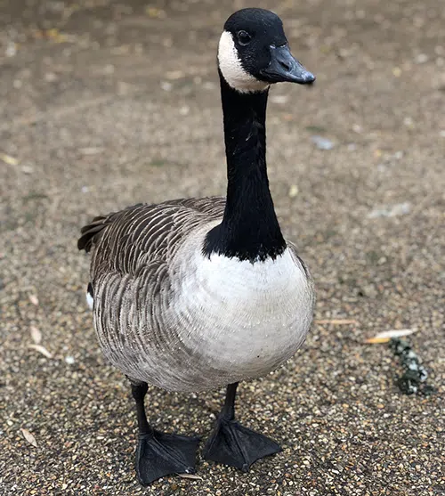 Canada geese in Brampton parking lots Canada goose
