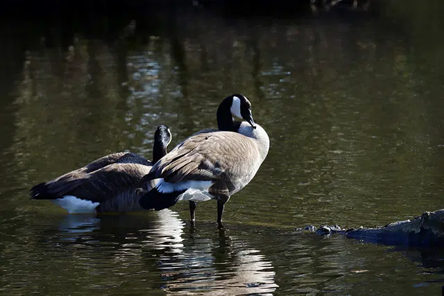 Geese gather in Vaughan and GTA stormwater ponds geese in pond