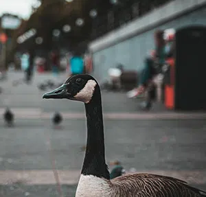 goose in urban environment