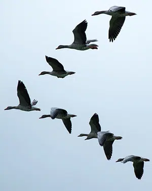 geese migration flight formation